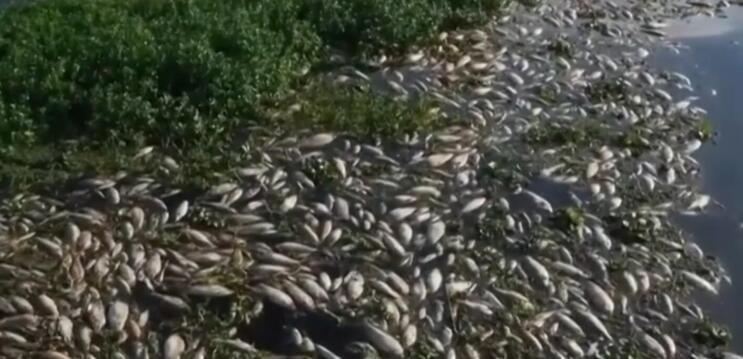 巴西一河流遭工業廢水污染